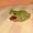 Hedwin the Frog
