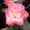 Roses Inc.