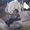 Zantrell Williams