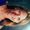 Tracy Allanson