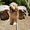 Texas Whoodles