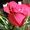 Janet Gillie Sumney Edwards