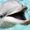 The Diamond Dolphin