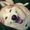Follow page if you love animals