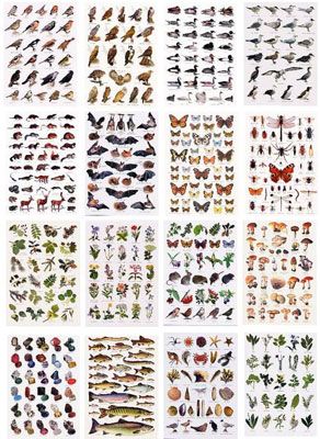 Set Of 18 Identification Postcards Frame These And Hang Set Of 18 Identification Postcards Frame These And Hang Above Nature Table