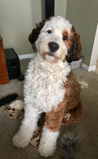 Sadie The Standard Bernedoodle Months Sadie The Standard Bernedoodle Months