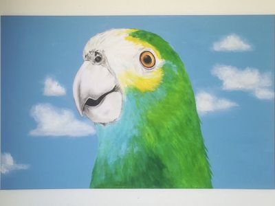 Aloha Bonaire Alohabonaire Profiel Pinterest