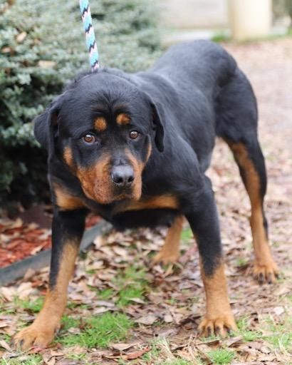 Bonnie Adoptable Dog Adult Female Rottweiler Rottweiler Dog