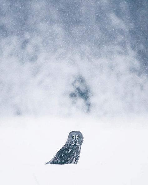 Pin By Kiddi On W I N T E R B L U E S Great Grey Owl Critter Owl