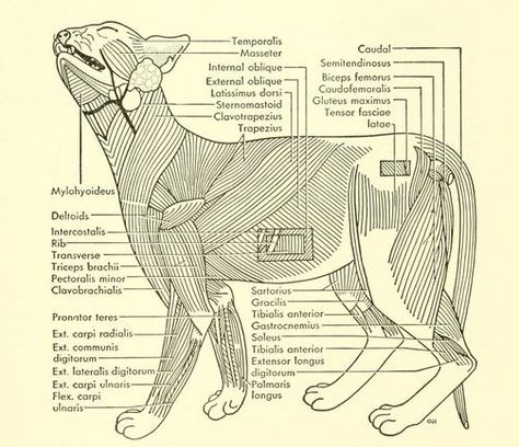 Anatomy of cat book Anatomy of cat book poaba
