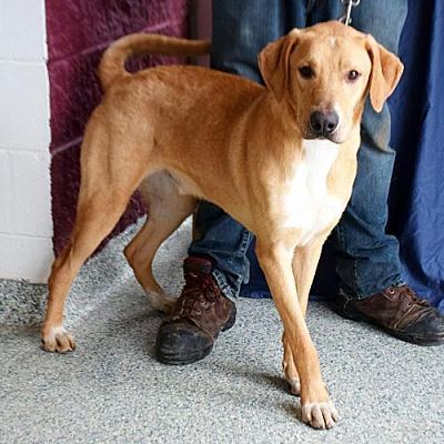 Huntley Il Great Dane Meet Snickers A Pet For Adoption