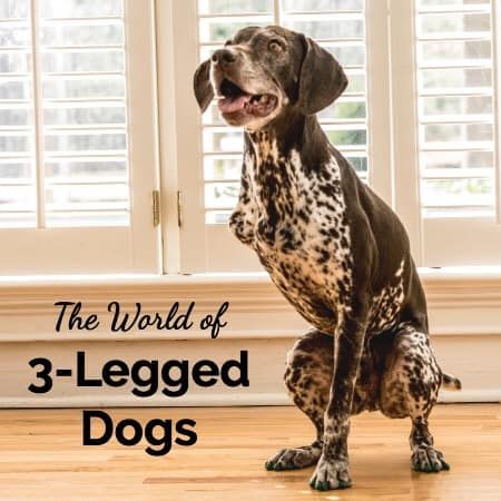Dr Buzby S Neighborhood The World Of Three Legged Dogs 3 Legged