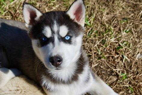 Litter Of 4 Siberian Husky Puppies For Sale In Windsor Mo Adn