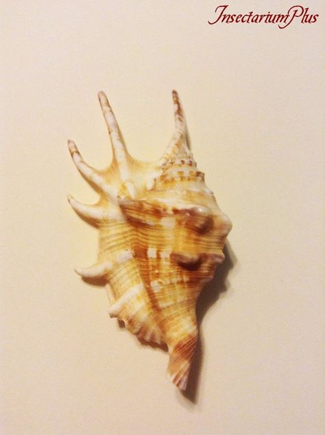 Crafts Lambis Lambis Spider Conch 4-5 Seashells Nautical Spiny Seashell FREE SHIPPING! Beach Wedding Decor Spiked Conch