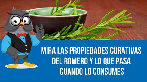 53 Ideas De La Planta De Romero Milagrosa Romero Planta Romero Plantas
