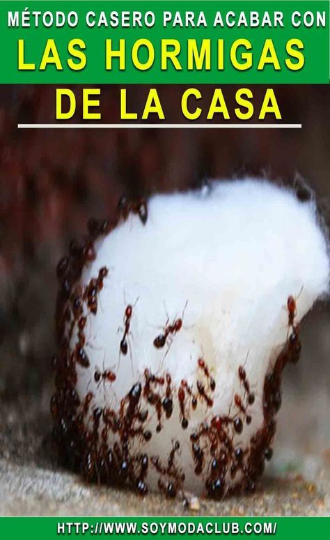 Elimina Las Moscas Los Mosquitos Y Las Cucarachas Por Siempre Con Este Truco Casero Alaskacroche Eliminar Hormigas Cocina Repelente De Hormigas Las Hormigas