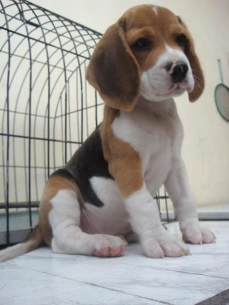 Beagle Beagle Puppy Beagle Baby Beagle Puppies Sweet Beagle