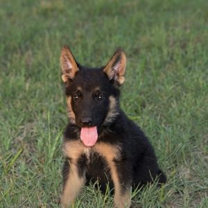 Chip German Shepherd Puppy Puppyspot Germanshepherd German