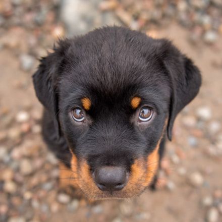 Pin By Garen On Poochie Pie 2 Dog Training Rottweiler Puppies