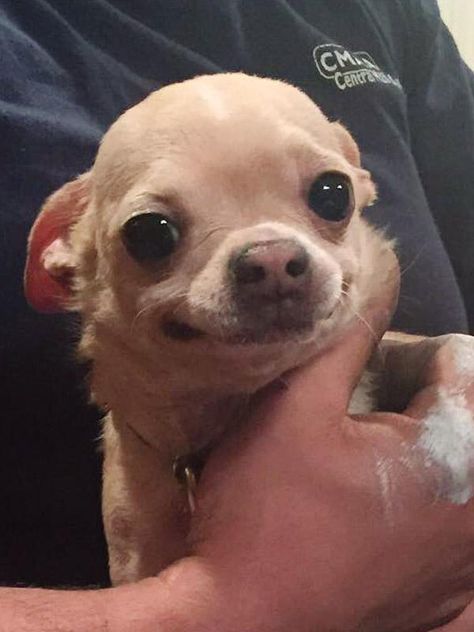 Adopt Shrek On Chihuahua Dogs Animals Chihuahua