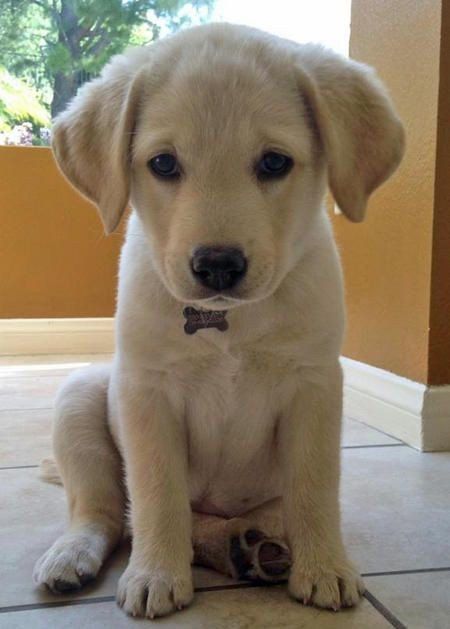 Pin By Bob Guildner On Dogs Cute Labrador Puppies Labrador