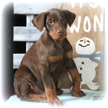 Doberman Pinscher Puppy For Sale In Gap Pa Adn 60773 On