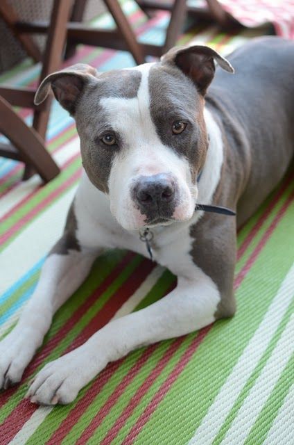 30 Exceptionally Smart Canine Breeds In 2020 Pitbull Terrier