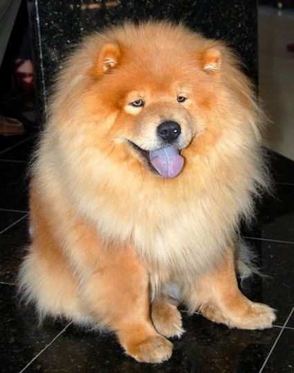 Top 8 Biggest Dog Breeds In The World Enormous Dog Breeds