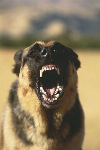 Snarling German Shepherd Photographic Print By Dlillc Angry