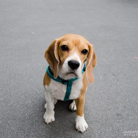 One Unusual Trick Stops Your Beagle Jumping Up Beagle Beagle