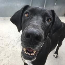 Pin By Cassandra Budlong On Adoptable Pets Pets Great Dane Mix