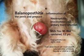 Image Result For Balanoposthitis Dog Shih Tzu Dogs Pets