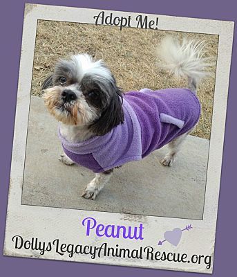 adoptable tzu
