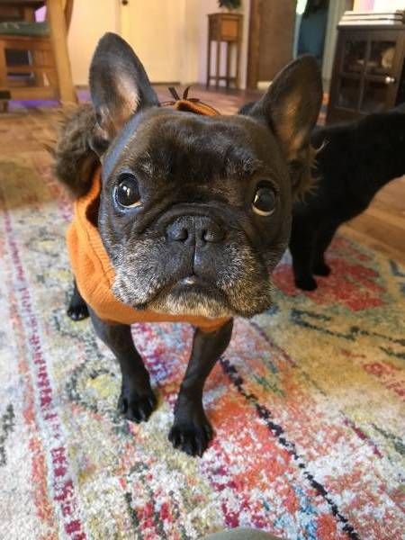 Reunited Dog Kent Washington Wa United States L43687 Dogs