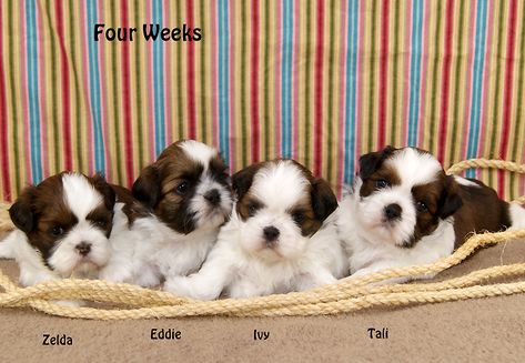 Shih Tzu Puppies For Sale In Indiana Breeder Of Shih Tzu Puppies