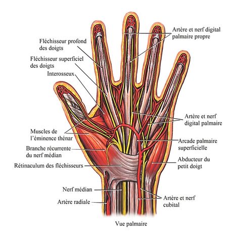 inflammation du tendon inflammation du tendon