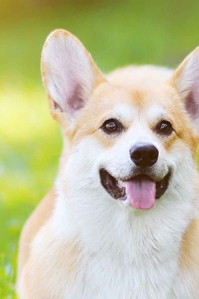 Philadelphia Dog Names Wag Pembroke Welsh Corgi Corgi Dog Names