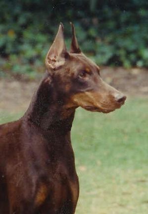 Ying Yang Doberman Doberman Ears Cropped Styles Doberman