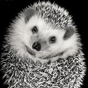 Beauty Round Drill 5D Embroidery Painting Little Hedgehog Craft Work Souvenir