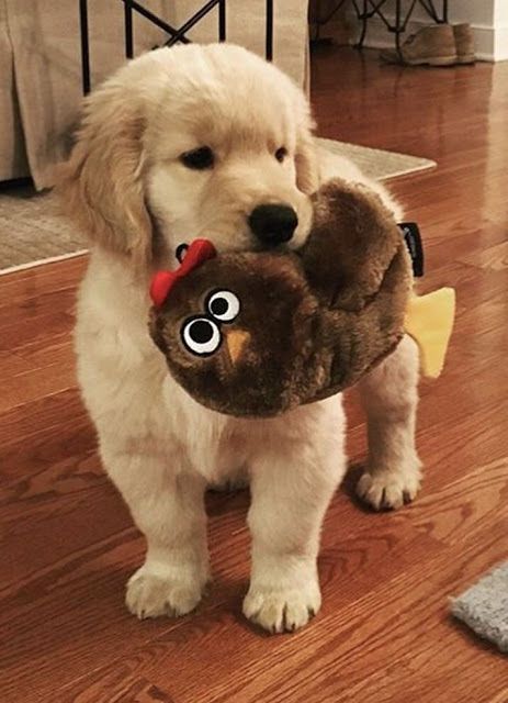 Como Cuidar Y Adiestrar A Cachorros Golden Retriever Puppies