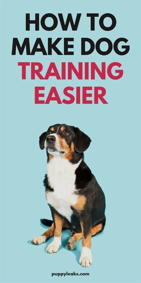 9 Secrets To Training A Pitbull Make Training A Pitbull Quick