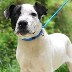 Chester Springs Pa American Bulldog Meet Hennessy A Dog For
