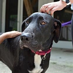 Pictures Of Clinch A Great Dane For Adoption In Silver Spring Md