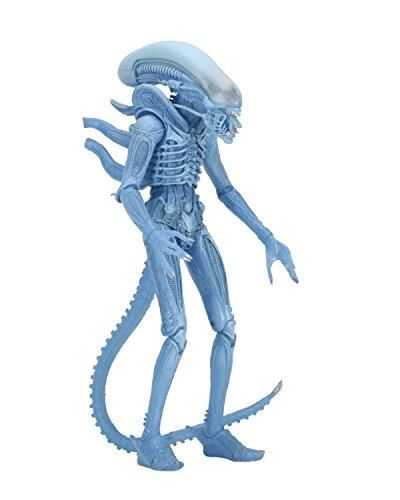 Buy Neca Aliens 7 Scale Series 11 Blue Warrior Action Figure Online At Low Prices In Usa Ergode Com Alien Action Figures Action Figures Warriors Standing