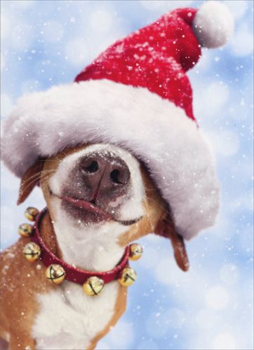 78 best christmas dogs images on pinterest christmas animals christmas pet