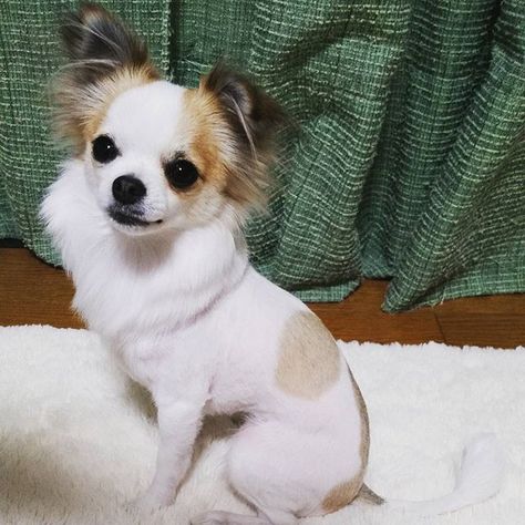 チワワ のアイデア 7 件 チワワ 犬 ロングコートチワワ