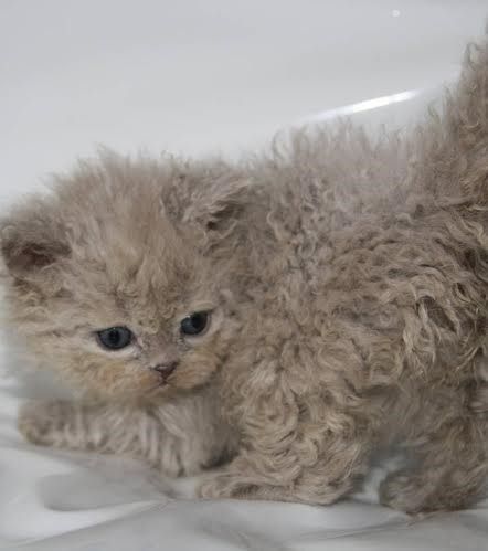 Craquez Pour Le Chat Selkirk Rex Cute Kittens Chats Adorables Races De Chats Craquez Pour Le Chat Selkirk Rex Cute Kittens Chats Adorables Races De Chats