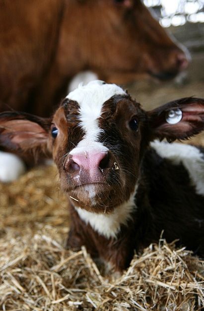 Farm Animals Farm Animals