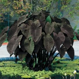 Elephant Ears Bulbs For Sale Buy Flower Bulbs In Bulk Save