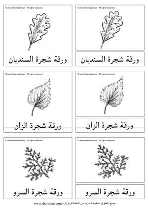 انواع اوراق الاشجار بطاقات المطابقة ذات الثلاث قطع Learning